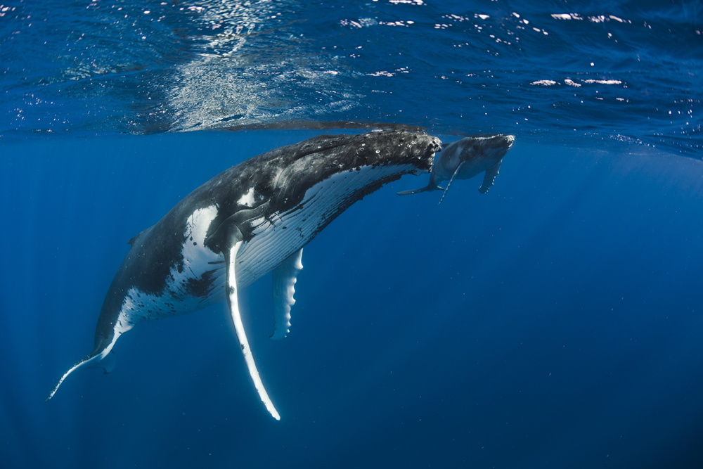 baleine-en-polynesie